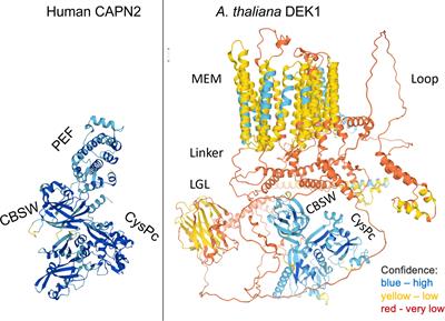 Membrane-anchored calpains – hidden regulators of growth and development beyond plants?